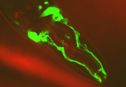ncs1prom::GFP worm